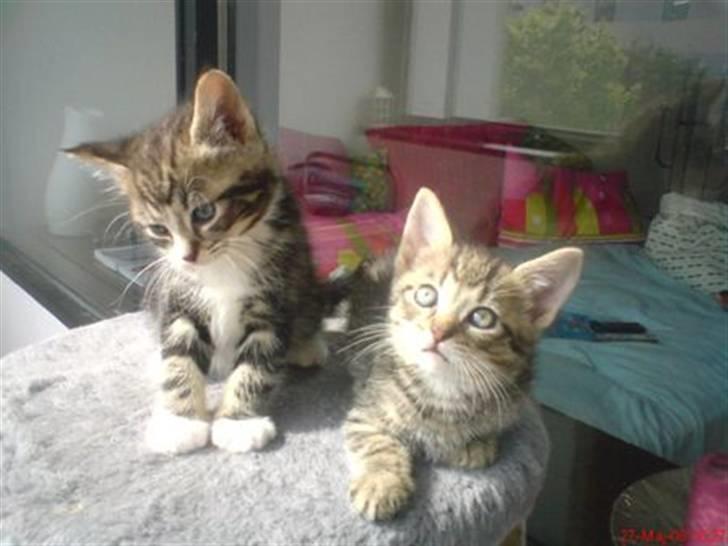 Huskat Max - Max og soffie sammen billede 18