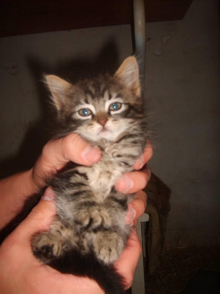 Huskat Mushu billede 9