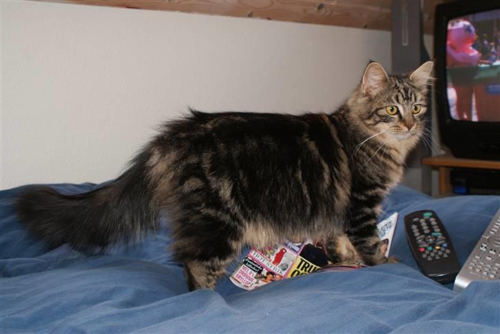 Huskat Mushu billede 10