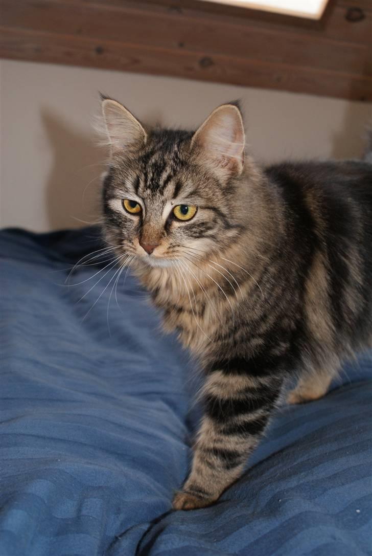 Huskat Mushu billede 11