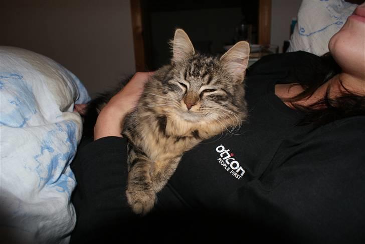 Huskat Mushu billede 12