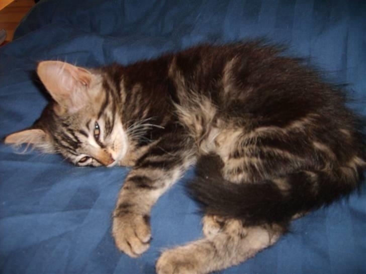 Huskat Mushu billede 13