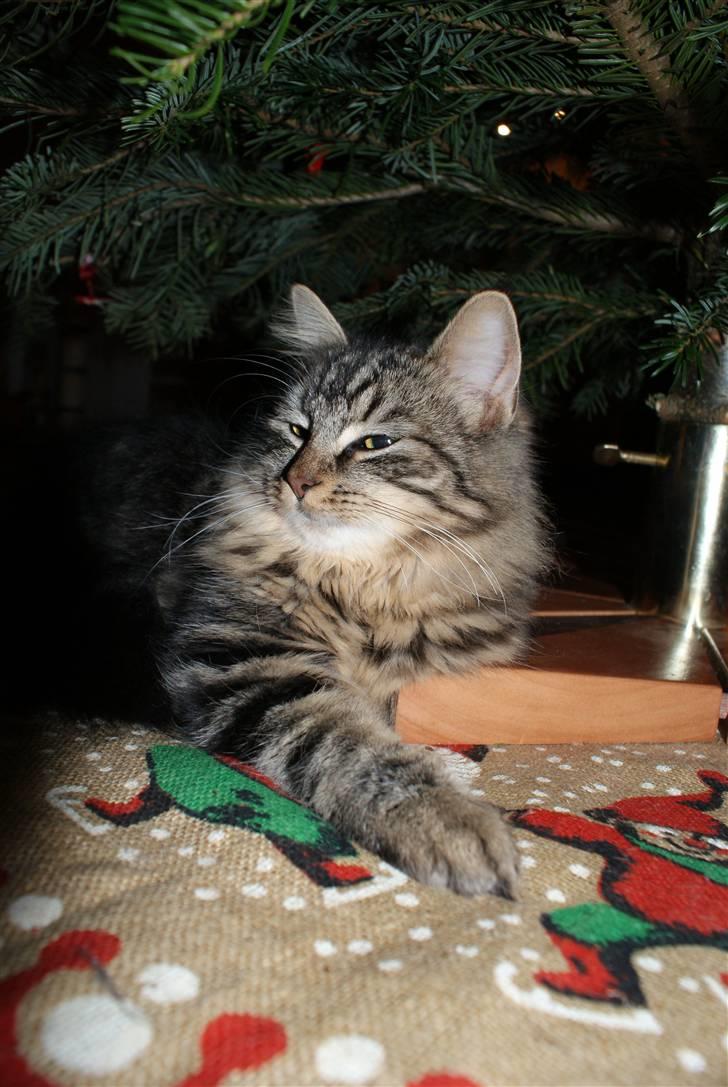 Huskat Mushu billede 14