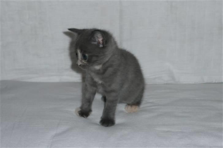 Huskat Britney billede 1