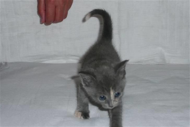 Huskat Britney billede 2