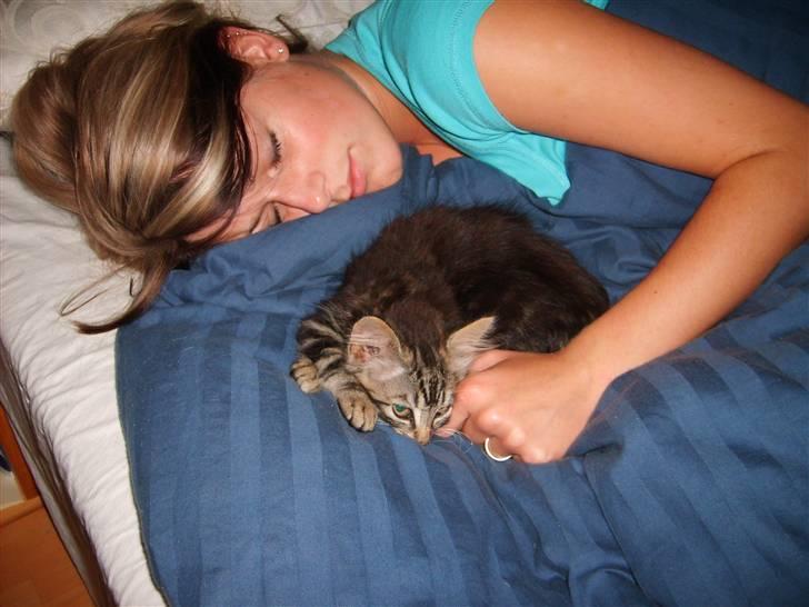 Huskat Mushu billede 15