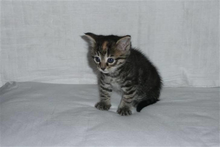 Huskat Rihanna billede 1