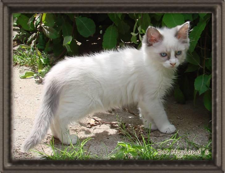 Ragdoll Shimmer billede 7