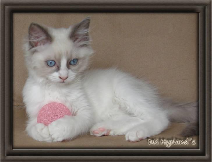 Ragdoll Shimmer billede 8