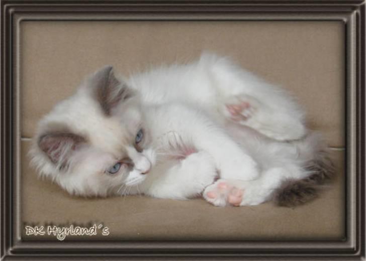 Ragdoll Shimmer billede 9