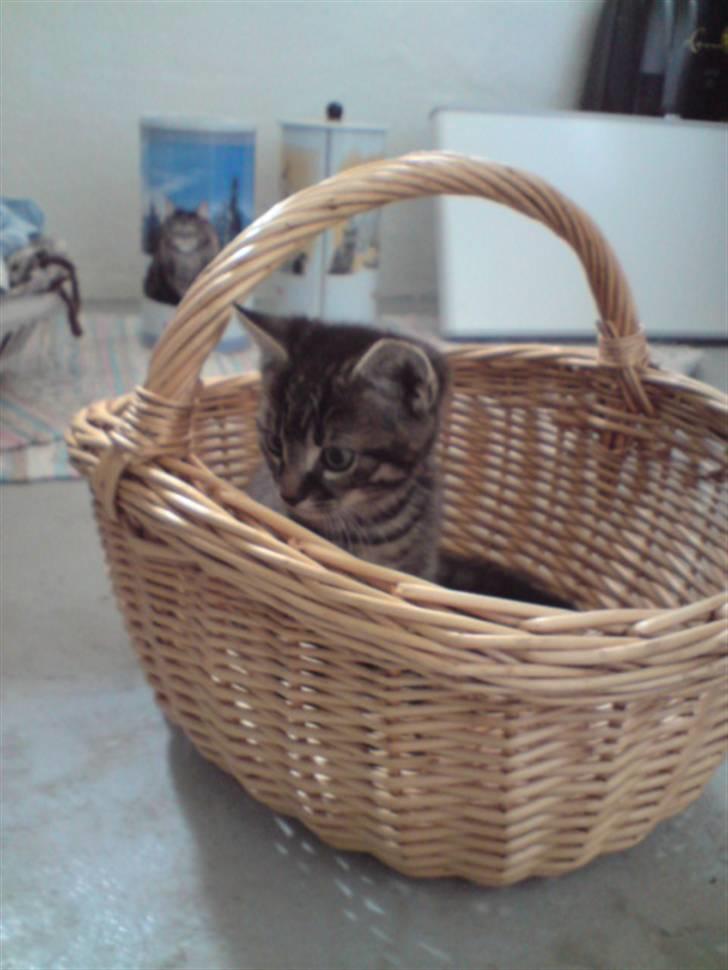 Huskat Hr. Haton ( Død ) billede 19