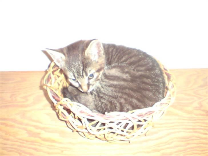 Huskat Hr. Haton ( Død ) billede 20