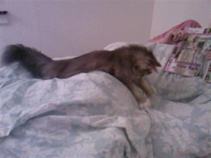 Maine Coon Emmy - flyttet - Emmy vil lege - Søs vil læse sit blad :) billede 9