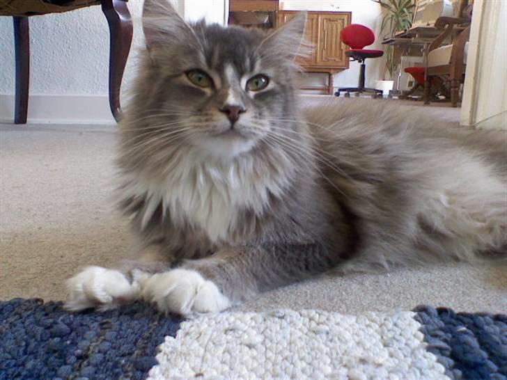 Maine Coon Emmy - flyttet billede 10