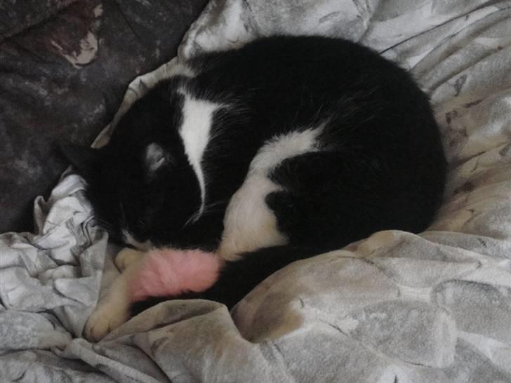 Huskat zindi - Jeg hygger med min soveting.... billede 19