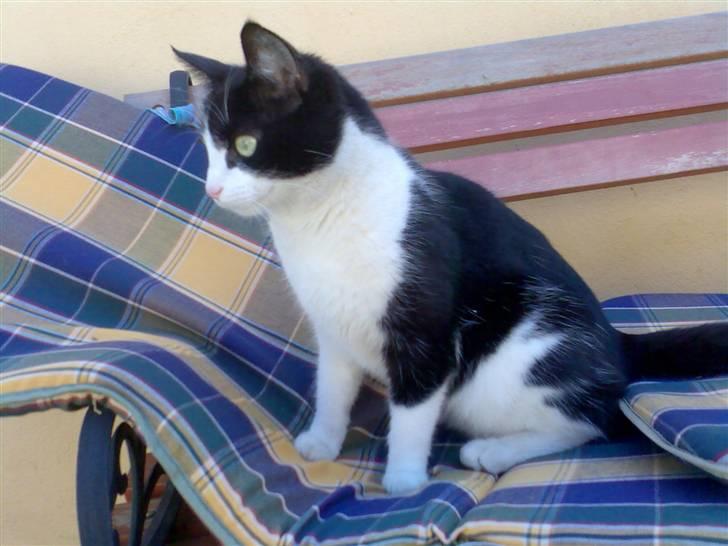 Huskat zindi - Jeg nyder en sommerdag på bænken :-) billede 20