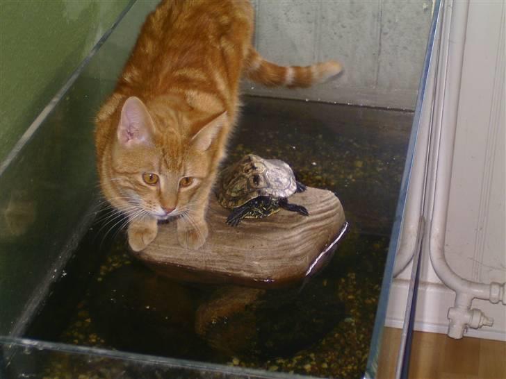 Blanding af racer Felex (død) billede 2