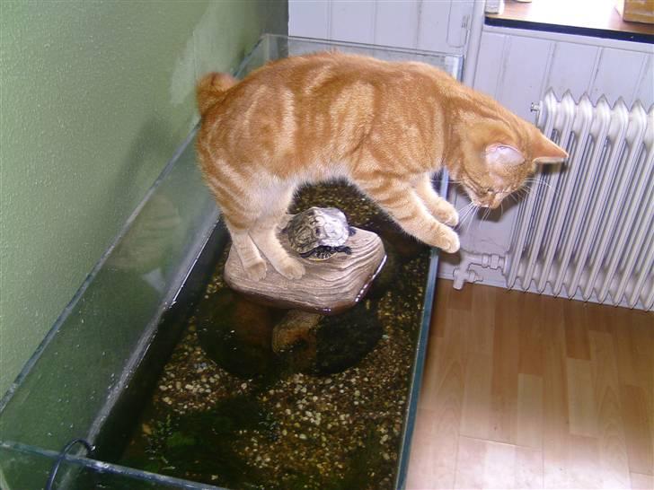 Blanding af racer Felex (død) billede 3