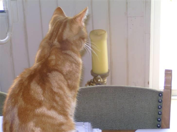 Blanding af racer Felex (død) billede 4