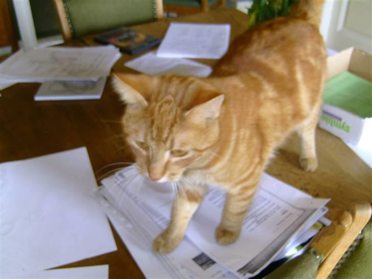 Blanding af racer Felex (død) billede 5