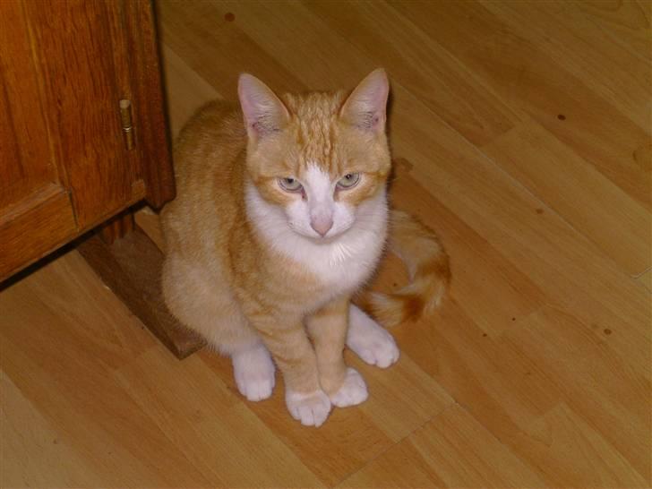 Blanding af racer hanibal billede 2