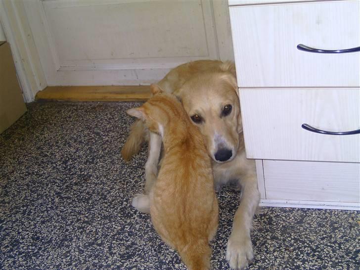 Blanding af racer hanibal billede 3