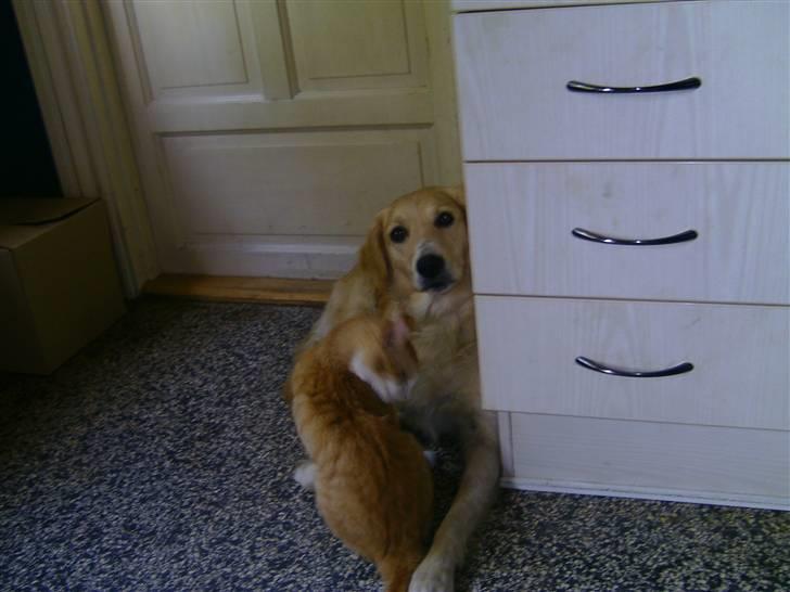 Blanding af racer hanibal billede 4