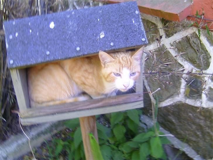 Blanding af racer hanibal billede 5