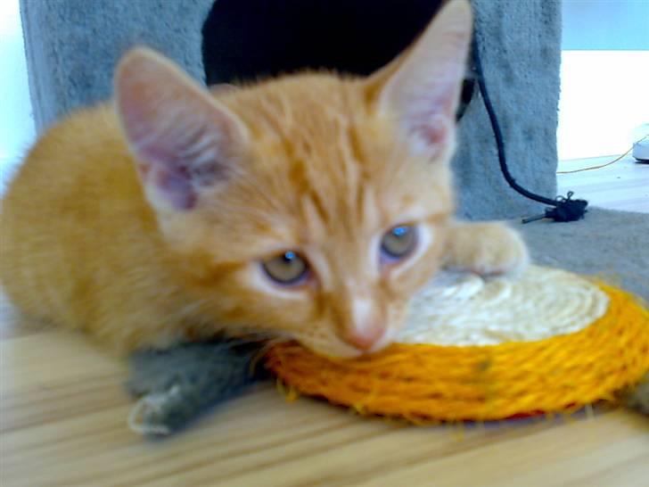 Huskat Garfild - Hejsa alle der ude:) jeg hedder garfild, i må meget gerne stemme i mine udf, og gi mig en kommentar<3 billede 1