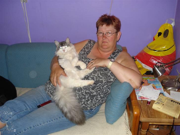 Norsk Skovkat Cormats ronaldinho - Her ser i mig med smukke dino, han elsker simpemhen at putte  billede 11