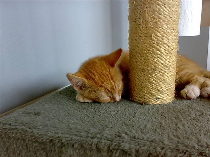 Huskat Garfild - Nejj jeg sover:p<3 billede 2