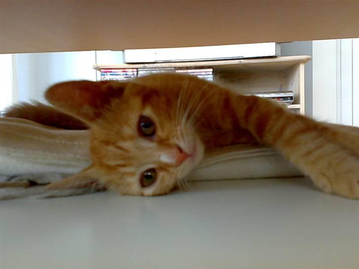 Huskat Garfild - er jeg ikk nusser<33 billede 3