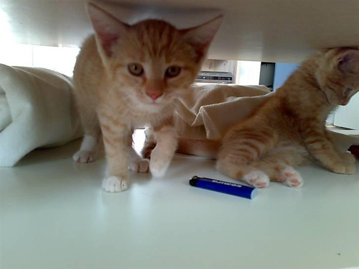 Huskat Tøsen - R.I.P Tøsen 2010 - Så skal der soves<3:) billede 6