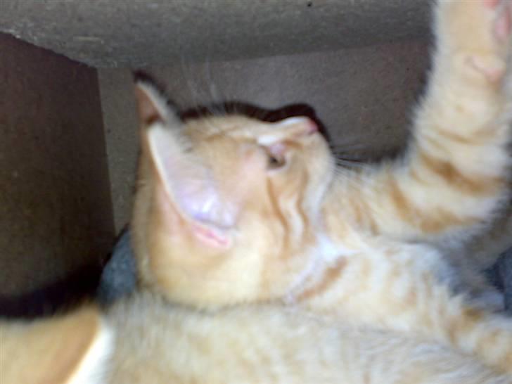 Huskat Garfild - hmm her er da meget hyggeligt<3  billede 4