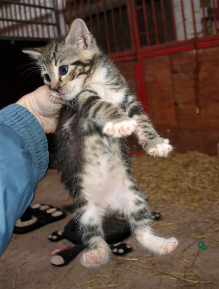 Huskat Whiskey/ Grå mis - Hey billede 1