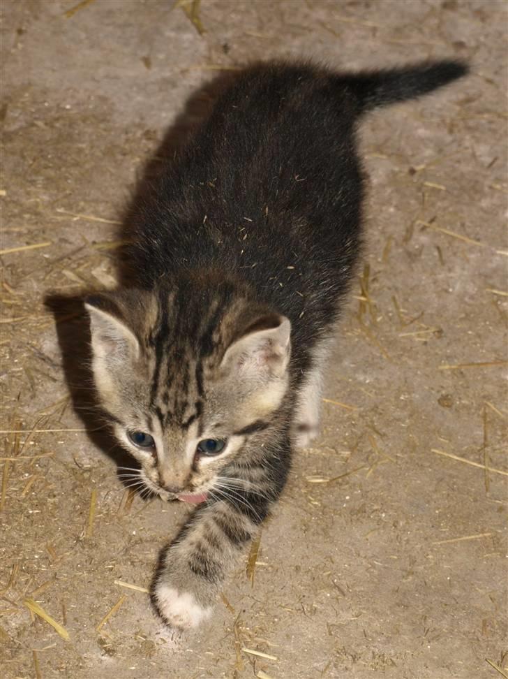 Huskat Whiskey/ Grå mis billede 2