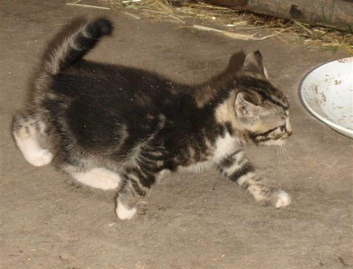 Huskat Whiskey/ Grå mis billede 3