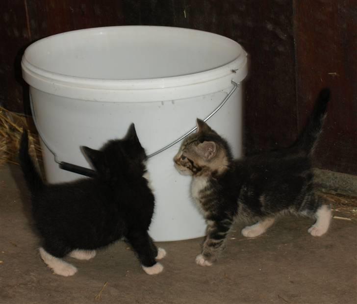 Huskat Whiskey/ Grå mis - Mig til højre billede 4