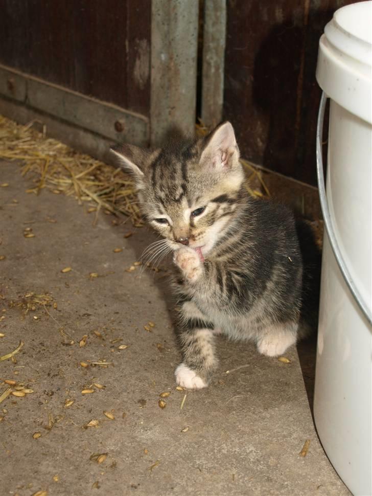 Huskat Whiskey/ Grå mis billede 5