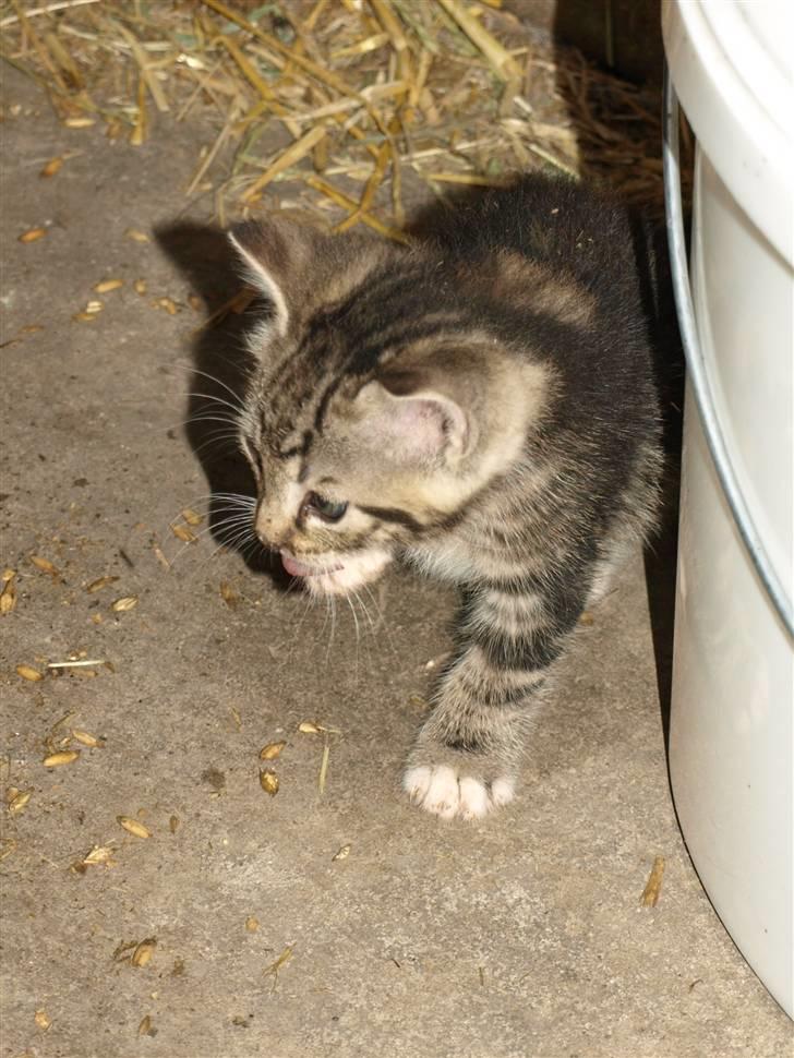 Huskat Whiskey/ Grå mis billede 6