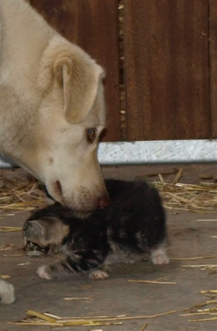 Huskat Whiskey/ Grå mis - Neela vasker mig:) billede 7