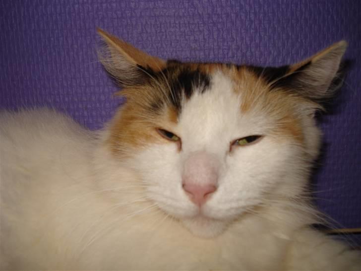 Norsk Skovkat Guldfossens Bertha - Smukke bertha sover på min reol billede 6