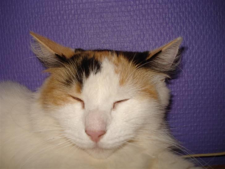 Norsk Skovkat Guldfossens Bertha - smukke bertha sover på min reol billede 7