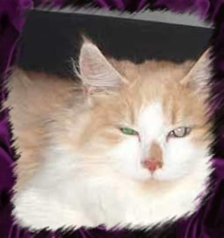 Norsk Skovkat cormats pipi billede 6