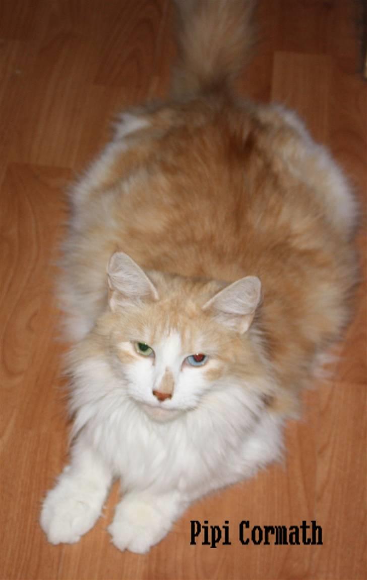 Norsk Skovkat cormats pipi - pipi 8 uger 7 dage henne 12-5-10 billede 7