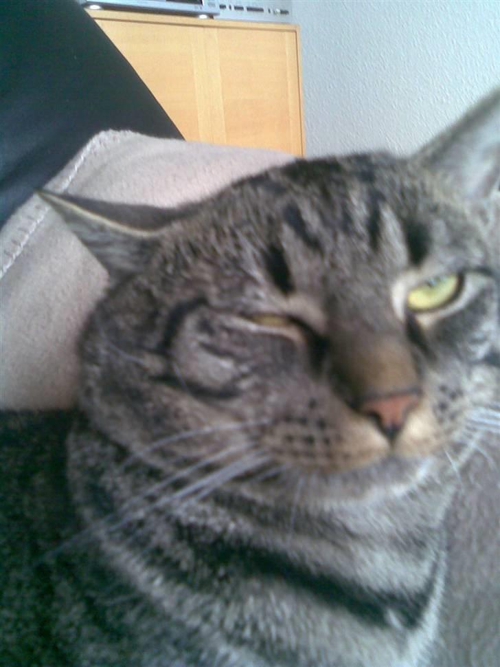 Huskat Thor - lad mig nu sove billede 6