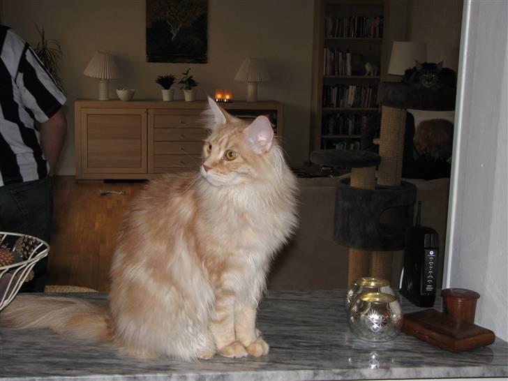 Maine Coon "gugger"  Superstar  - superstar d.9.4.2007 billede 1