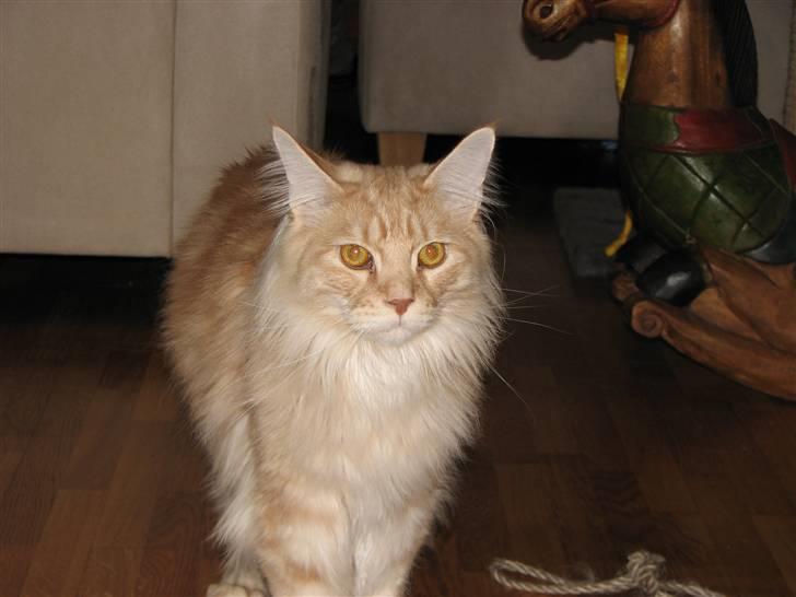 Maine Coon "gugger"  Superstar  billede 2