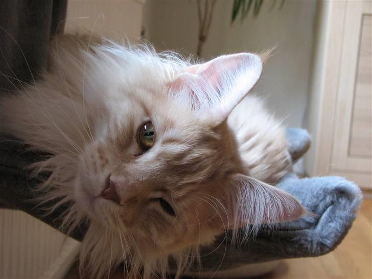 Maine Coon "gugger"  Superstar  - halv sover billede 3