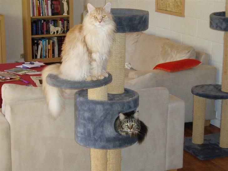 Maine Coon "gugger"  Superstar  - det er mig øverst.. billede 4